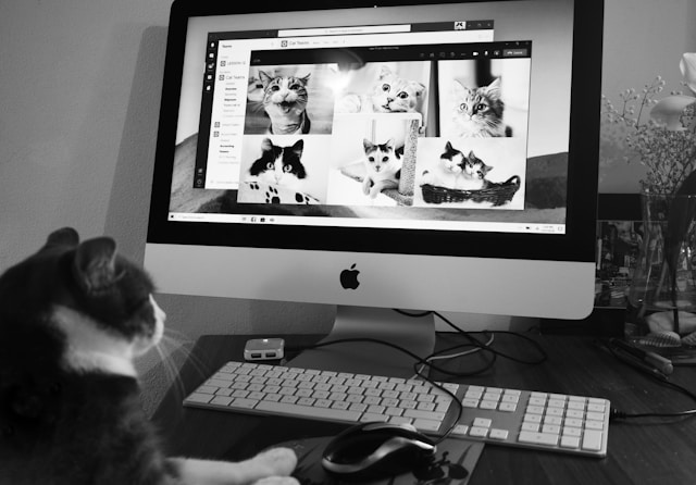 Photograph of a cat on a computer looking at images of other cats.